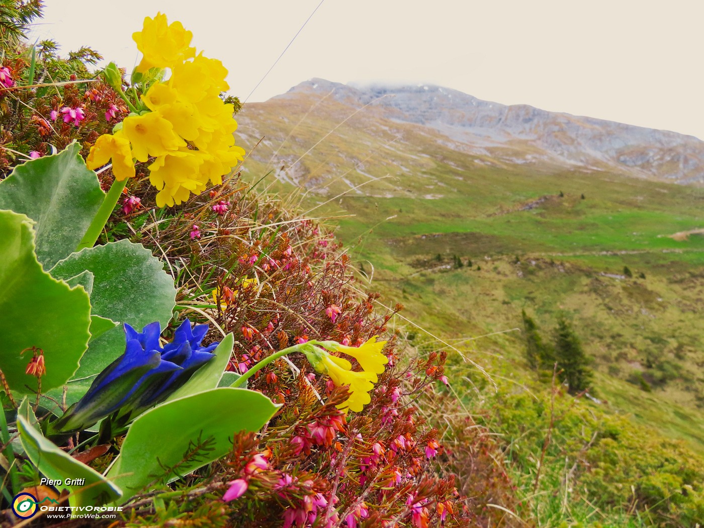 27 Primula auricula-Orecchia d'orso e Gentiana clusii-Genziana di Clusius con vista in Arera.JPG